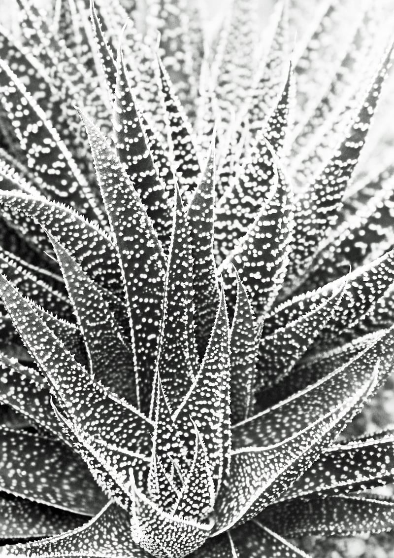 Haworthia Succulent