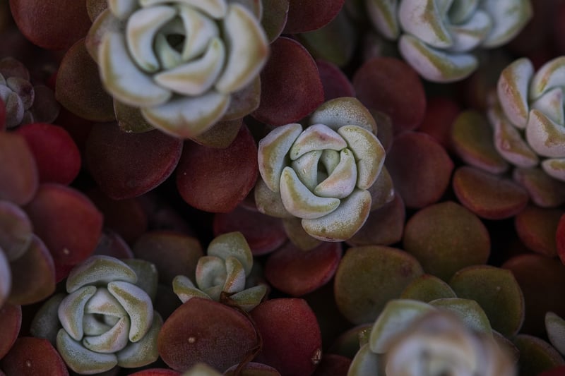 Sedum Succulent